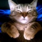 【癒やし】もう動けないニャ…!こたつで「へそ天爆睡」する子猫が尊すぎる!冬の寒さを忘れる至福の瞬間! - 肉球ドットコム(299.com)