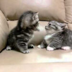 101756 - 肉球ドットコム(299.com)