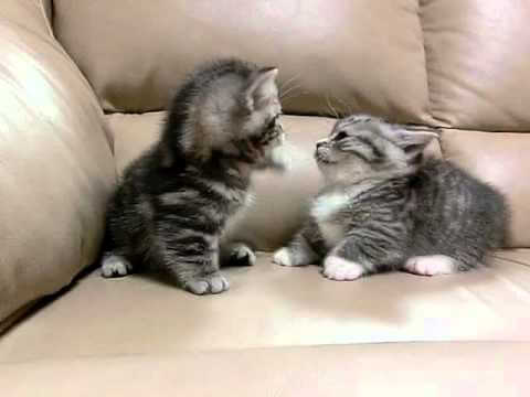 101756 - 肉球ドットコム(299.com)