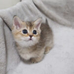 【笑い】「パパ、邪魔ニャ!」出口を邪魔する飼い主に“小さな怒り”を爆発させる子猫が可愛すぎる! - 肉球ドットコム(299.com)