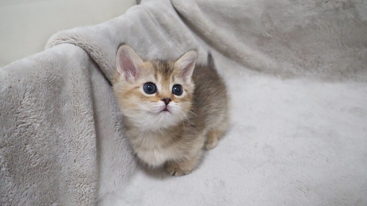 【笑い】「パパ、邪魔ニャ!」出口を邪魔する飼い主に“小さな怒り”を爆発させる子猫が可愛すぎる! - 肉球ドットコム(299.com)