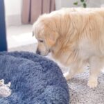 【笑い】「えっ、ボクのベッドが…!?」自分の寝床を占拠されたゴールデンレトリバーの「衝撃のリアクション」に爆笑! - 肉球ドットコム(299.com)