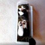 【笑い】「ムギュッとフィットニャ!」スリムすぎる箱に「巨大な猫」がねじ込み成功!驚異の柔軟性に爆笑必至! - 肉球ドットコム(299.com)