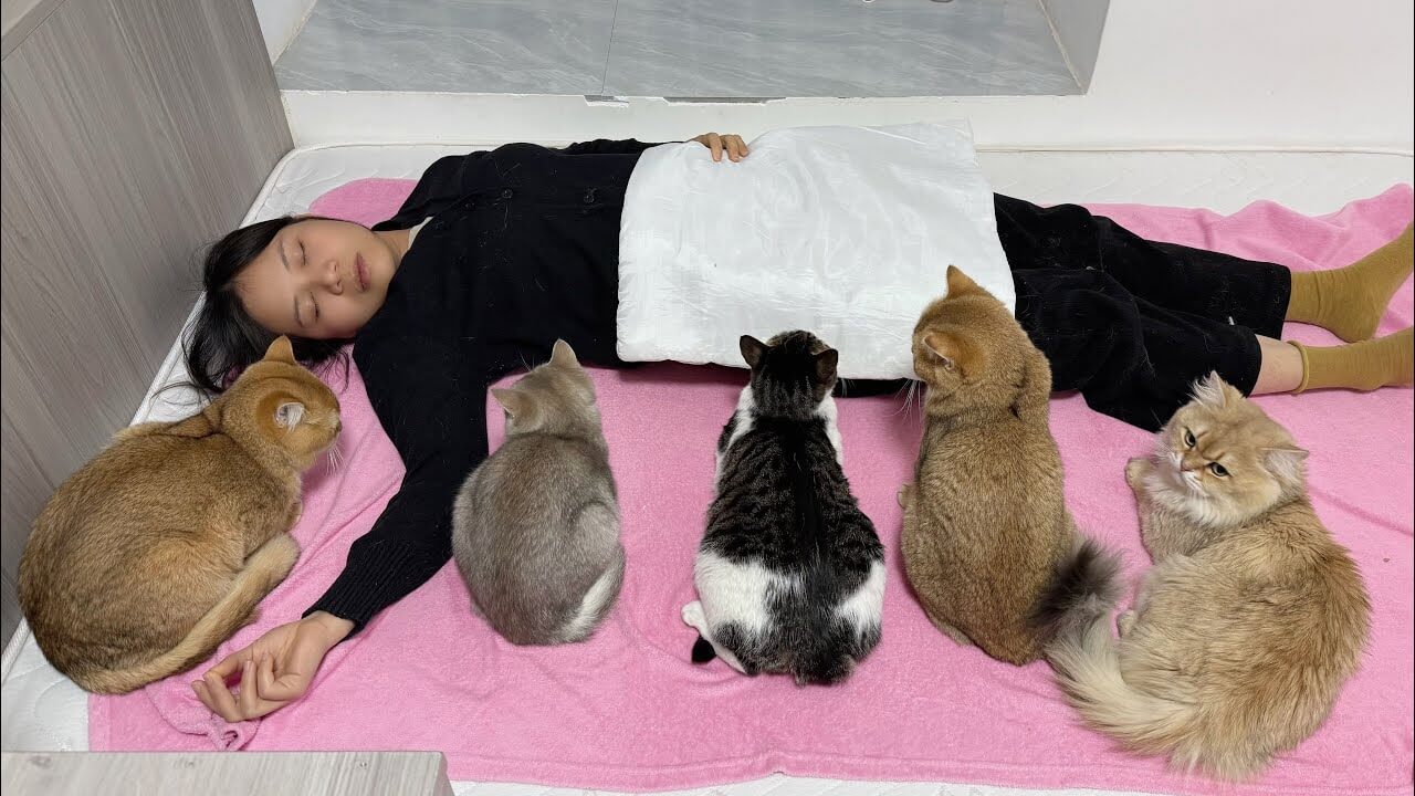 飼い主が突然死!? 愛猫たちの衝撃的な反応が「切ないけど可愛い」と話題に! - 肉球ドットコム(299.com)