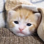 【可愛すぎ注意報】子猫が「信じられないくらいカワイイ事」に!ネットで大反響の保護猫ライフに癒される! - 肉球ドットコム(299.com)