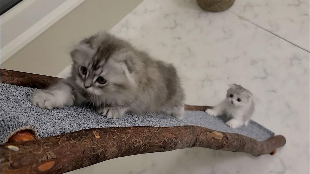 「世界よ、これが新しい遊び場だ!」子猫が巨大建造物(キャットタワー)に挑む勇姿が「キュン死レベル」と話題に! - 肉球ドットコム(299.com)