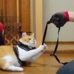 【猫ド素人父、大ピンチ】愛猫の散歩を代行したら「断固拒否」!まさかの父VS猫のバトル勃発にファン大爆笑 - 肉球ドットコム(299.com)