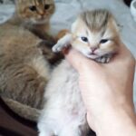 「ねぇ、どこいくの?」目を開けたばかりの子猫が飼い主を「見つめる瞳」が可愛すぎるとネットで話題! - 肉球ドットコム(299.com)