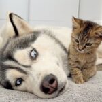 【尊すぎ注意報】巨大ハスキーが子猫を無視!? その後まさかの行動に100万回再生の嵐! - 肉球ドットコム(299.com)