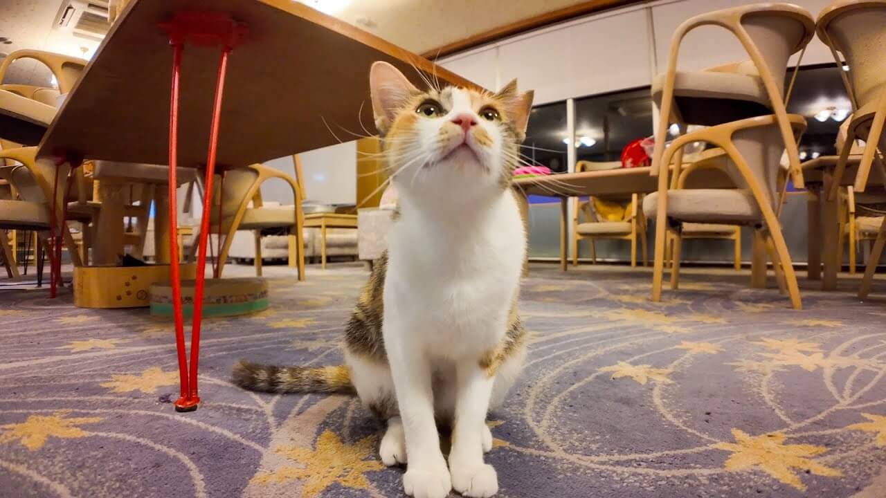 【猫好き必見】夕飯後の猫ホテルが“ゴロゴロ天国”すぎた! 極楽ロビーの光景に「癒やし効果ヤバい」と悶絶コメント殺到! - 肉球ドットコム(299.com)