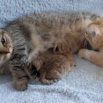 【まさかの光景!】母猫リリーが「えっ、アナタ!?」驚きを隠せない!ミルクを飲む子猫ポコとの関係に感動コメント殺到! - 肉球ドットコム(299.com)