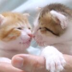 【反則級の可愛さ】保護された子猫たちの「団子寝」が尊すぎ! 絡み合う姿に「もう仕事行けない」と視聴者悶絶! - 肉球ドットコム(299.com)
