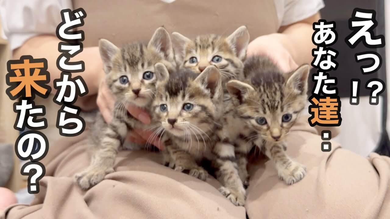 【奇跡の保護】道路を走り回っていた「キジ猫4兄弟」が可愛すぎる! V字模様の子も登場し里親募集に反響殺到! - 肉球ドットコム(299.com)