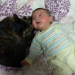 【天使の行動】泣き止まない赤ちゃんに猫がとったまさかの行動! 100万再生超えの「優しすぎる光景」に世界が感動! - 肉球ドットコム(299.com)