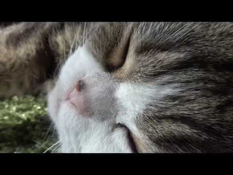 【癒やし】「そこそこ!もっとニャ!」世界を魅了するまる&はな、至福の「ブラッシング」タイムに恍惚の表情! - 肉球ドットコム(299.com)