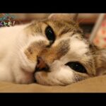 【感動】「僕も家族だニャ」元野良猫が愛情を注がれ大変身!飼い主への「甘えっぷり」に心がとろける! - 肉球ドットコム(299.com)