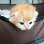 【癒やし】「外の世界へ行くニャ!」ケージ脱出を試みる「やんちゃ子猫」の奮闘に胸キュン! - 肉球ドットコム(299.com)