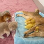 【驚きと笑い】「ママ取られたニャ!?」子猫たちが騒然!母猫を占拠した「アヒル」の親子に目が点! - 肉球ドットコム(299.com)