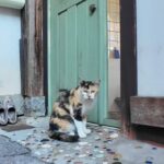 【癒やし】「まるで二次元から!」人見知りだけど目が離せない…アニメの世界から飛び出してきたような「美人三毛猫」に胸キュン! - 肉球ドットコム(299.com)