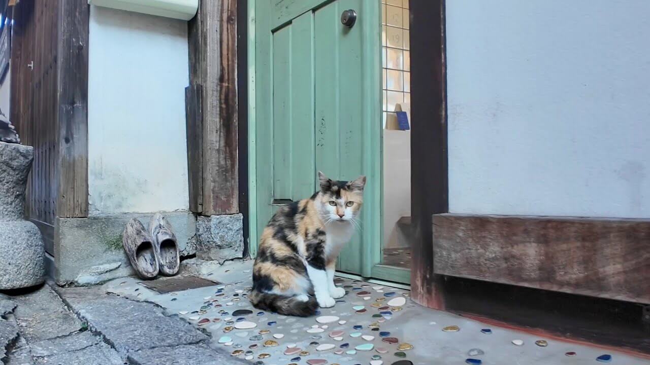 【癒やし】「まるで二次元から!」人見知りだけど目が離せない…アニメの世界から飛び出してきたような「美人三毛猫」に胸キュン! - 肉球ドットコム(299.com)