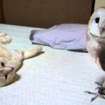 102012 - 肉球ドットコム(299.com)