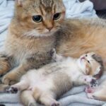 【癒やし】「ママ、安心ニャ!」母猫の腕の中で「ぐっすり爆睡」する子猫の寝顔が天使すぎると話題に! - 肉球ドットコム(299.com)