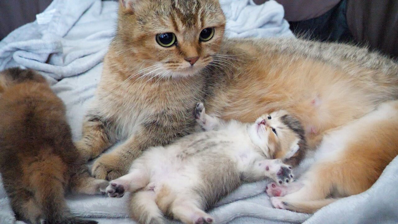 【癒やし】「ママ、安心ニャ!」母猫の腕の中で「ぐっすり爆睡」する子猫の寝顔が天使すぎると話題に! - 肉球ドットコム(299.com)