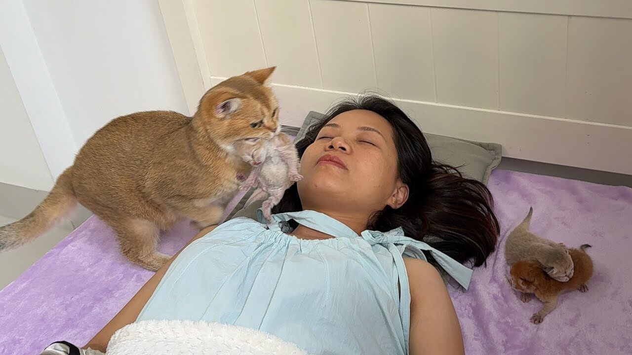 【感動】「守ってあげるニャ」母猫が子猫を連れてくる!飼い主の「寝床のそば」に置く深い愛情に涙腺崩壊! - 肉球ドットコム(299.com)