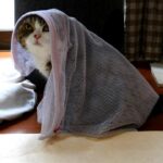 【笑い】「誰かいるニャ?」ベールに包まれた人気猫「まる」!謎の物体から出てこられない姿に爆笑! - 肉球ドットコム(299.com)