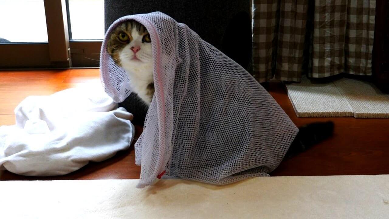 【笑い】「誰かいるニャ?」ベールに包まれた人気猫「まる」!謎の物体から出てこられない姿に爆笑! - 肉球ドットコム(299.com)