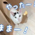 【笑い】「寝るよ!」「ニャー!」おしゃべり大好き猫の「チロさん」、布団に入るまでずっと飼い主と会話する姿が可愛すぎる! - 肉球ドットコム(299.com)