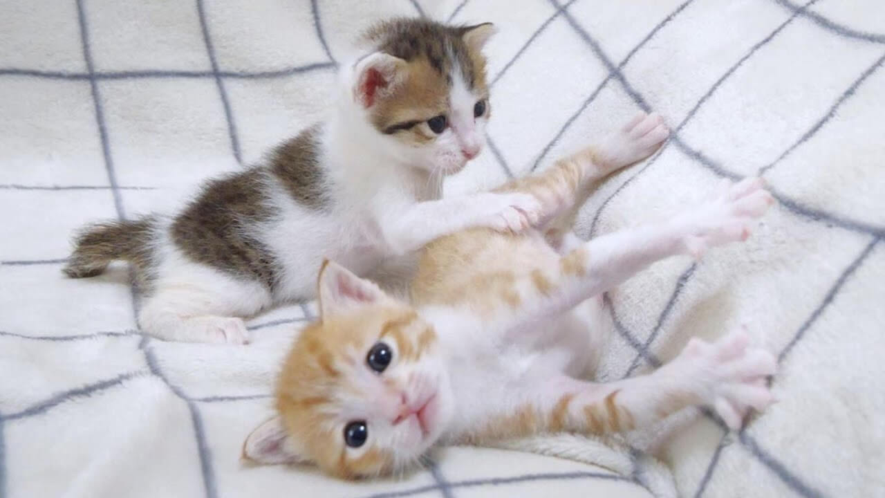 【笑い】「もう勘弁してニャ!」かまって攻撃が止まらない「弟子猫」に、姉猫が逃げ出す爆笑の日常! - 肉球ドットコム(299.com)