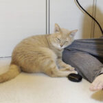 【癒やし】「たけし、温めてニャ!」寒くなると「無性に息子に寄り添う猫」の深い愛情に悶絶! - 肉球ドットコム(299.com)