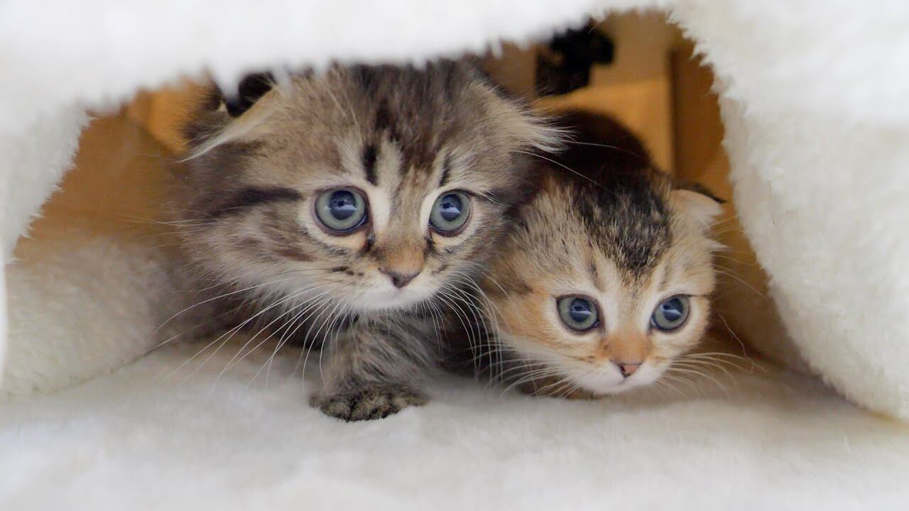 【癒やし】「もう出られないニャ!」こたつの魔力にハマった子猫たち!小さな集団の「幸せな冬ごもり」に胸キュン! - 肉球ドットコム(299.com)