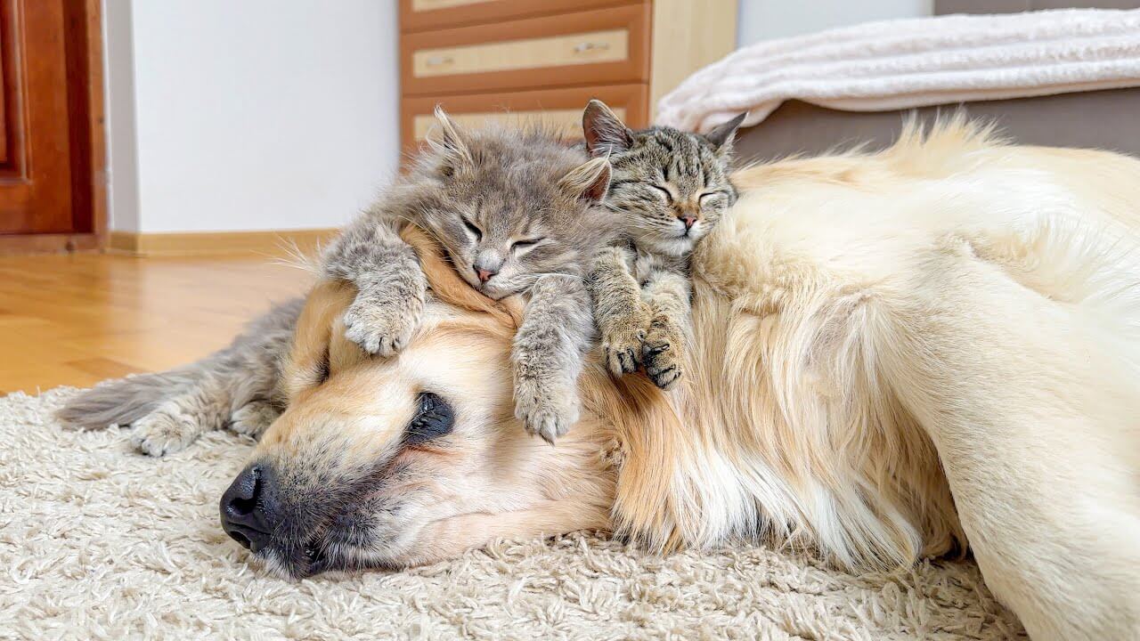 【癒やし】「これが最高のベッドニャ!」小さな子猫たちが「ゴールデンレトリバーの背中」を占拠! - 肉球ドットコム(299.com)