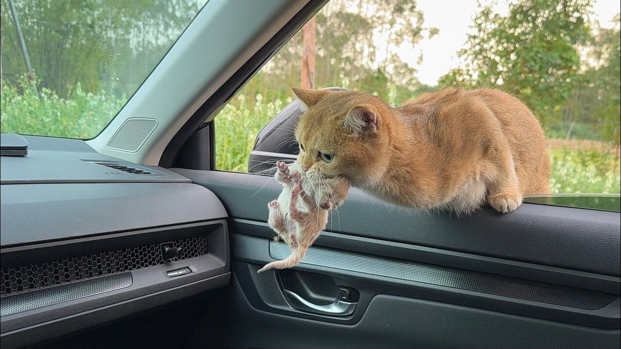 【感動】「お願い、助けて!」母猫が子猫をくわえて車に飛び込んできた!命がけの「託児」に涙腺崩壊 - 肉球ドットコム(299.com)