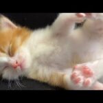 【癒やし】「ここが一番安心ニャ!」飼い主の「膝の上」で眠る子猫の寝顔が天使すぎると話題に! - 肉球ドットコム(299.com)