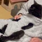 【癒やし】「あったかいんだから〜♪」飼い主の「着る毛布」が最高の特等席!猫と二人羽織でぬくぬく冬ごもり! - 肉球ドットコム(299.com)
