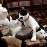 【癒やし】「ここが一番落ち着くニャ」人気猫「しろ」が「薪の上」で優雅にお昼寝!究極の安らぎ空間を発見! - 肉球ドットコム(299.com)