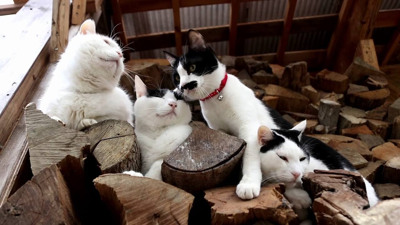 【癒やし】「ここが一番落ち着くニャ」人気猫「しろ」が「薪の上」で優雅にお昼寝!究極の安らぎ空間を発見! - 肉球ドットコム(299.com)