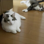 「絶対お前やろ!」深夜の”おやつ強盗事件”で主犯格がバレバレな猫の表情が話題! - 肉球ドットコム(299.com)