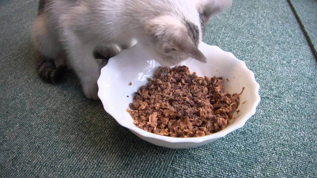 「よかったね...」ガリガリの子猫が初めてご飯を食べる瞬間に涙! - 肉球ドットコム(299.com)