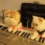 「天才現る!」220万再生!2匹の「子猫ピアニスト」が奏でるSpookyな連弾が可愛すぎると話題に - 肉球ドットコム(299.com)