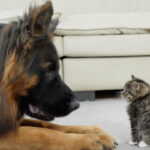 「まるで恋人!?」430万再生! ジャーマンシェパードと子猫の”熱すぎる初対面”に視聴者が悶絶! - 肉球ドットコム(299.com)