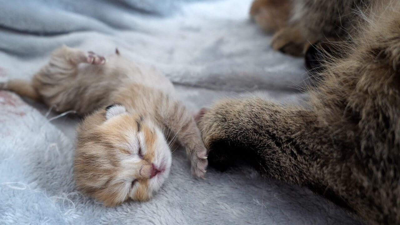 「生まれたてホヤホヤ!」 生後たった3時間の赤ちゃん猫が可愛すぎると話題! 母猫の愛情に1.8万人が感動 - 肉球ドットコム(299.com)