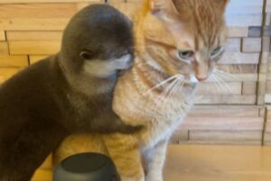 「まさかの密会!?」 2000万再生突破! 留守番中の「カワウソ」と「猫」が見せた 衝撃のスキンシップが話題に - 肉球ドットコム(299.com)