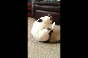 「く、苦しい...!」 20万再生! 太っちょ猫が魅せた 「セルフ毛づくろい」 の壮絶バトルに爆笑! - 肉球ドットコム(299.com)