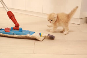 「出てけーっ!」 19万再生! 最強に "モップ"を嫌がる子猫の 全力反撃が可愛すぎると話題! - 肉球ドットコム(299.com)