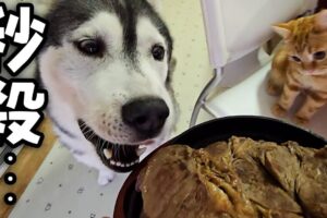 「まさかの初体験!」 18万再生! 生まれたての子猫が ”特大ステーキ” に食らいつく姿が可愛すぎると話題! - 肉球ドットコム(299.com)