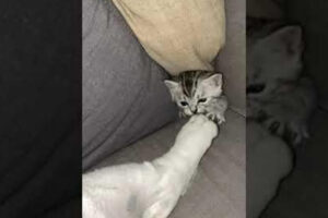 「大胆すぎる!」13万再生! 「隠れ場所」 から “ボス犬” を挑発する 子猫の 命知らずな行動に爆笑! - 肉球ドットコム(299.com)